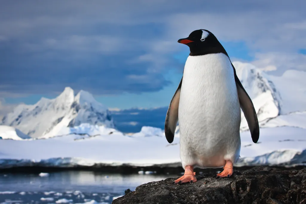 Pinguins vivem com a gripe aviária na Antártida, aponta pesquisa da Fiocruz (Imagem: Goinyk/Envato)
