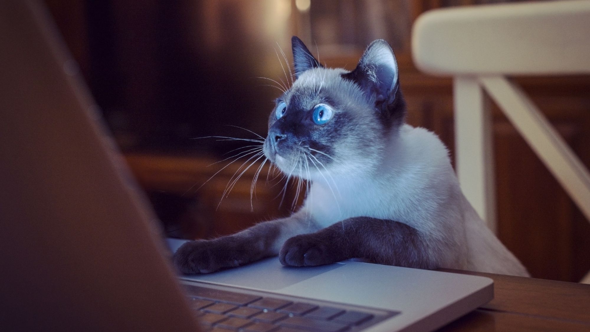 Посмотри внимательно видео. Коты за компьютером. Кошка и компьютер. Котенок за компьютером. Котенок за ноутбуком.