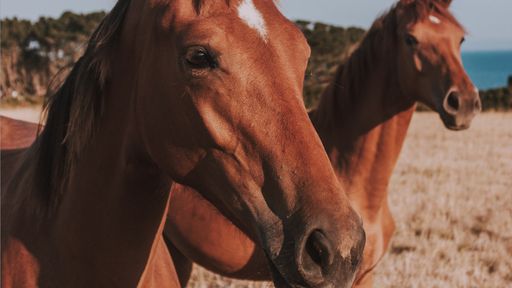 Casal descobre fóssil de cavalo pré-histórico no quintal de casa