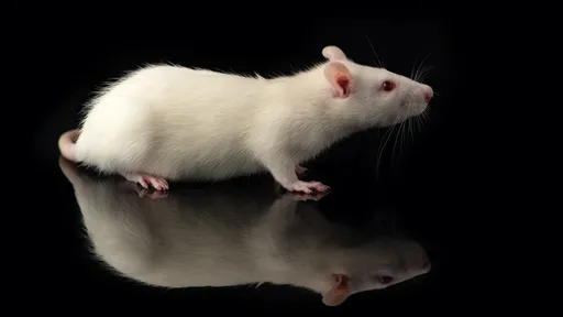 Vacina experimental do Alzheimer consegue restaurar memórias em roedores