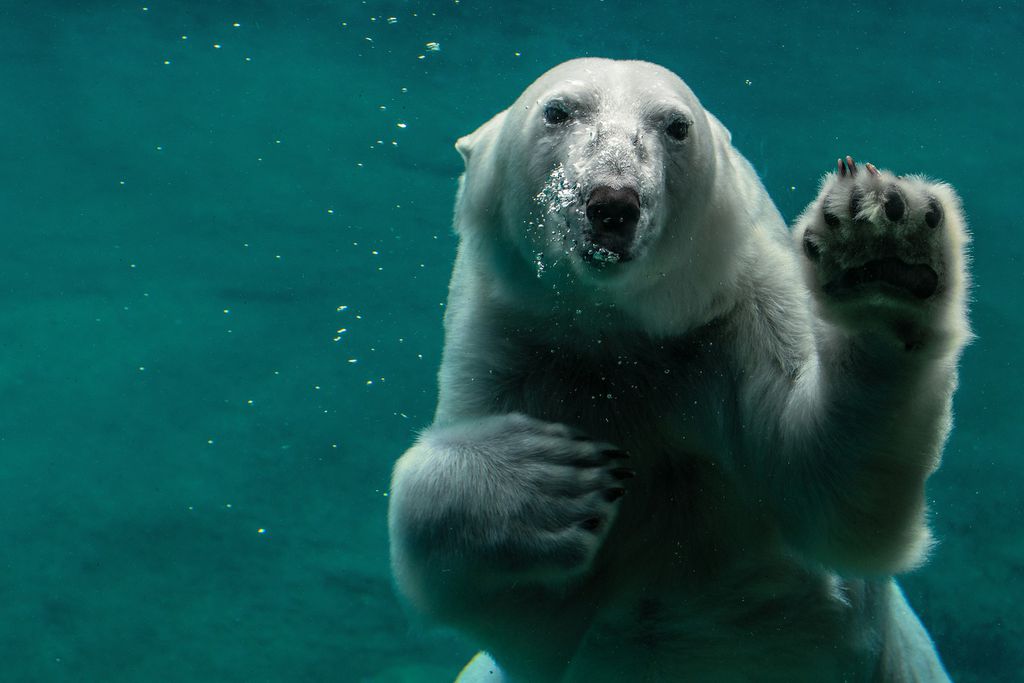 Urso-polar vive em ambientes extremos (Imagem: Peter Neumann/Wikimedia Commons) Urso-polar vive em ambientes extremos (Imagem: Peter Neumann/Wikimedia Commons)