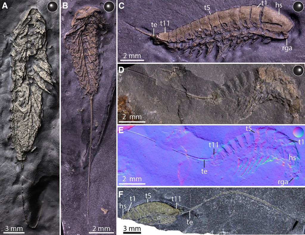 Os detalhes do animal, como antenas e falta de olhos, ajuda a entender a evolução dos artrópodes até os dias modernos (Imagem: Parry et al./Current Biology)