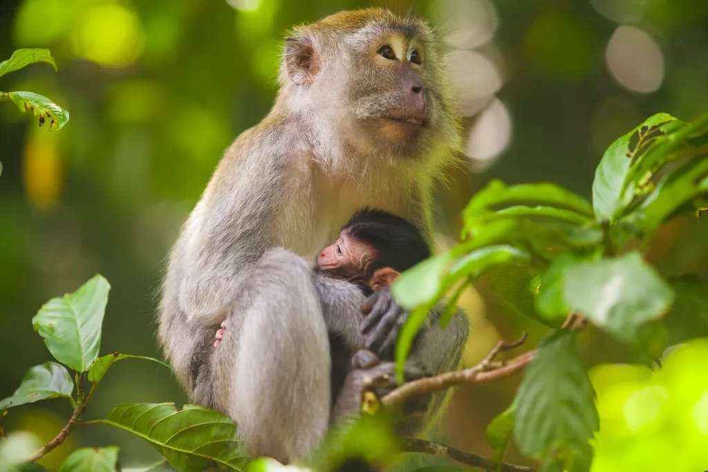 Um Macaca fascicularis, popularmente chamado de cinomolgo, é uma espécie de macaco-do-velho-mundo que pode ter o rosto mais próximo com o do último ancestral comum (Imagem: Antonpetrus/Envato Elements)