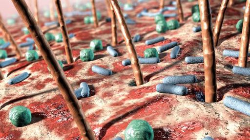 As 10 mil espécies de bactérias que vivem dentro do nosso corpo