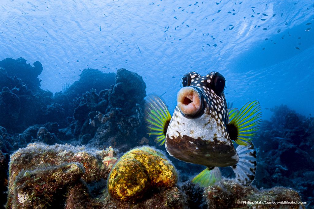 Comédia, bicho! Estas são as fotos de animais mais hilárias de 2021