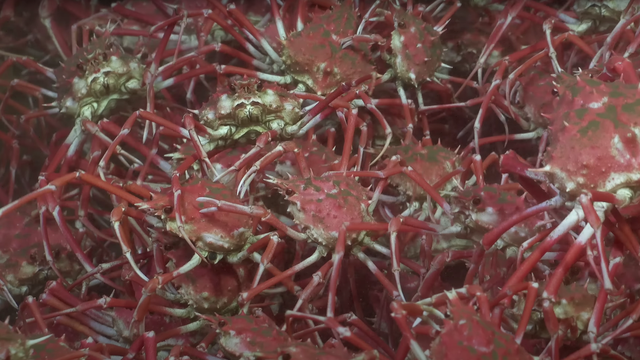 ROV SuBastian/Schmidt Ocean Institute/Youtube
