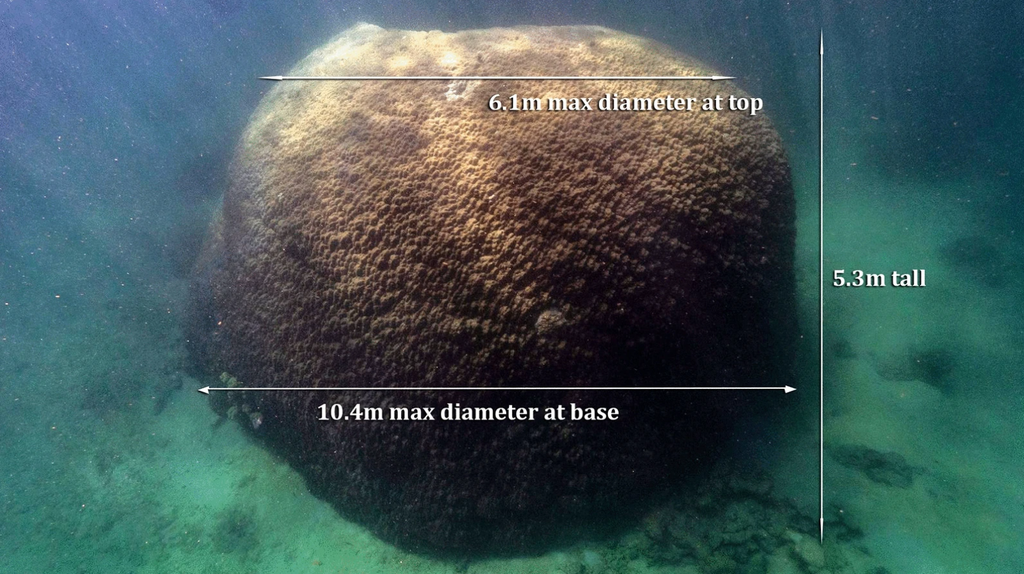Os corais também sequestram carbono, mas o aumentos das temperaturas oceânicas têm levado muitos recifes a morte (Imagem: Reprodução/Adam Smith et al.)
