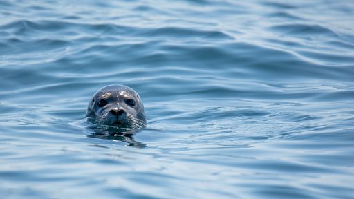 Coronavírus no esgoto: a vida de focas, baleias e golfinhos também está em risco