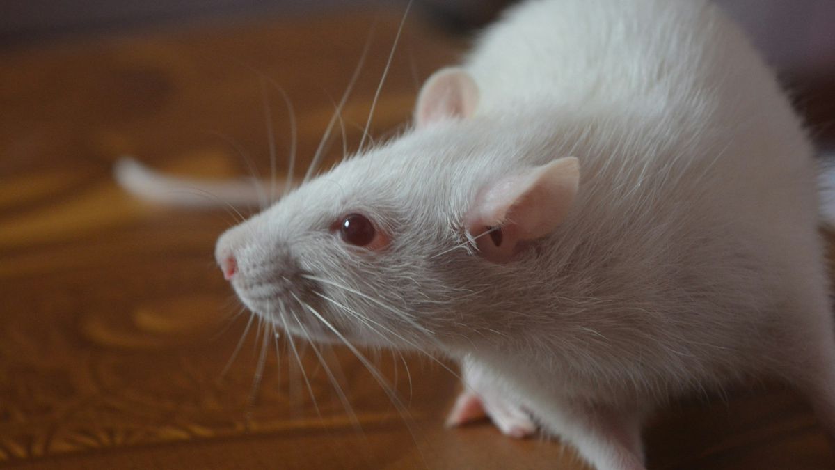 Cortes levam pesquisadores a criar programa de adoção de animais de laboratório