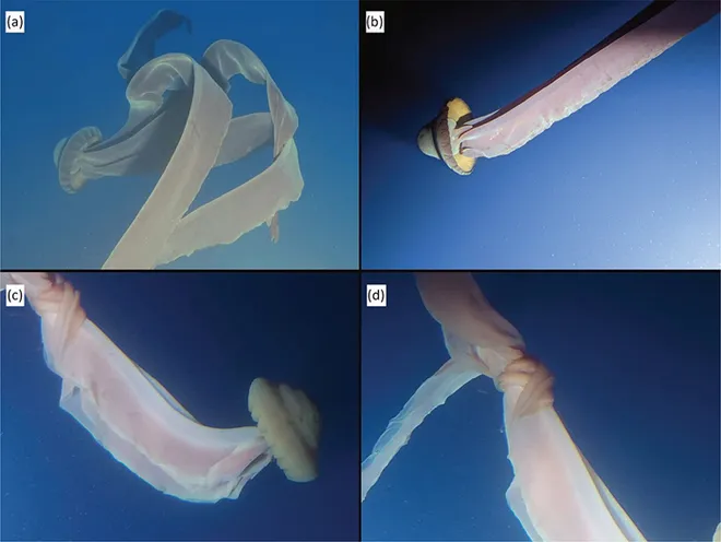 A Stygiomedusa gigantea, ou água-viva fantasma gigante, como fotografada nas profundezas: A primeira (a) está em Georges Point, Ilha Rongé, a 87 m, a (b) na baía de Fournier, Ilha de Anvers, a 280 m, e a (c) e (d) em Paradise Harbour, próximo à Base Antártica Argentina Brown, a 87 m O espécime (c) tinha um nó no filamento gástrico, mostrado em detalhes em (d) Imagens por [a] Antony Gilbert, [b] Mark Niesink e [c] e [d] Gregory Gibbons