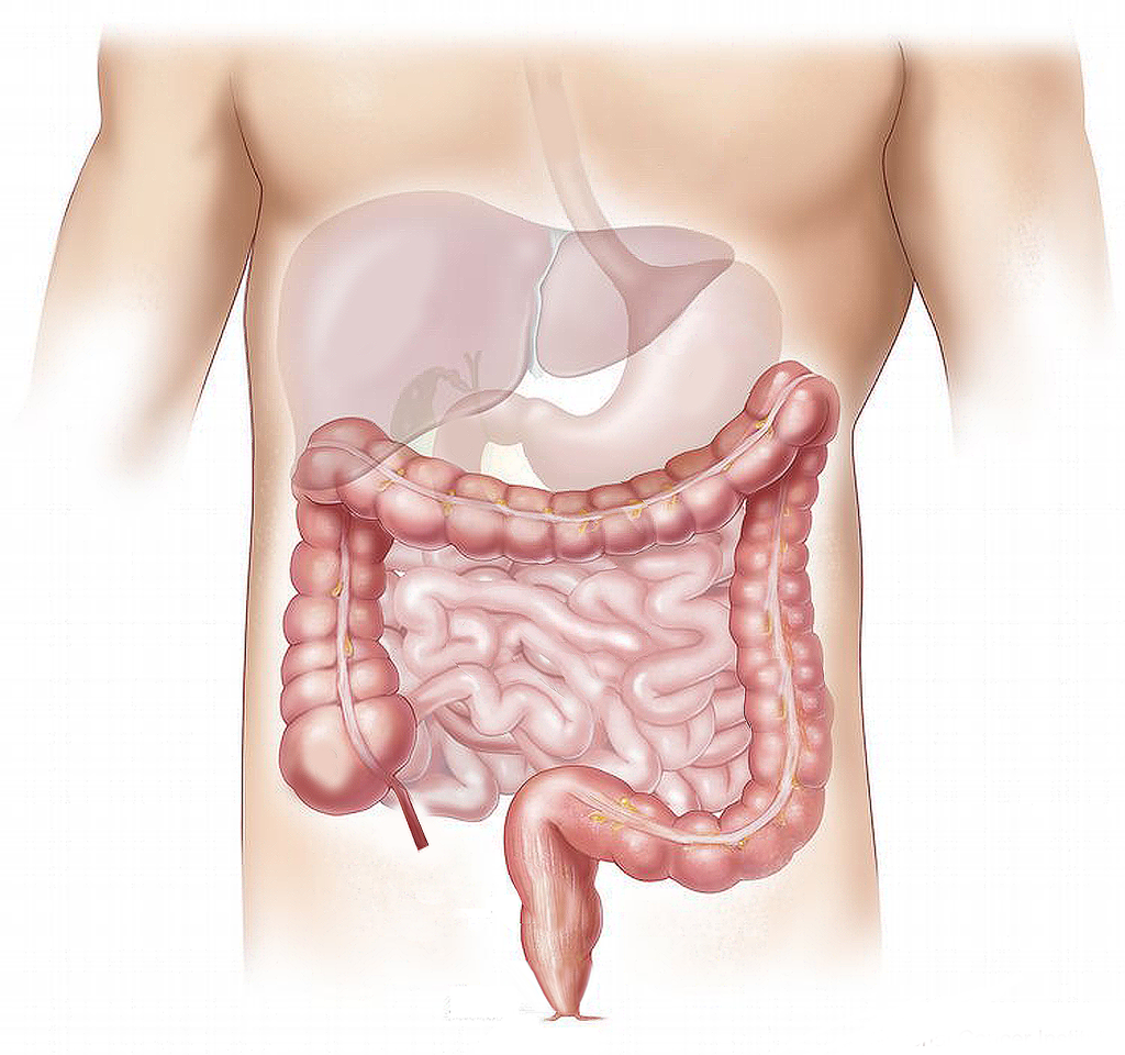 Nosso intestino funciona de maneira complexa e tem uma rede de neurônios específicos (Imagem: Elionas2/Pixabay)
