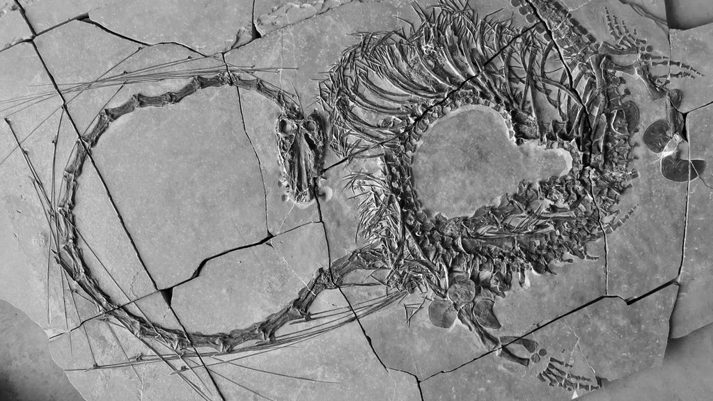 Remontar o Dragão Chinês marinho completamente levou a união de fósseis de sete indivíduos diferentes (Imagem: National Museums Scotland)