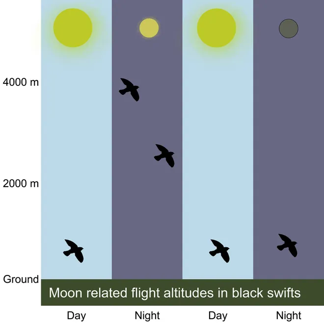 O gráfico mostra a influência do luar na dinâmica de voo vertical noturno dessas espécies (Imagem: Reprodução/Anders Hedenström et al.)
