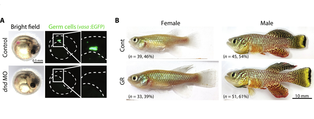 Células germinativas da espécie Nothobranchius furzeri ajudam a entender diferença na expectativa de machos e fêmeas (Imagem: Abe et al, 2024/Science Advances)