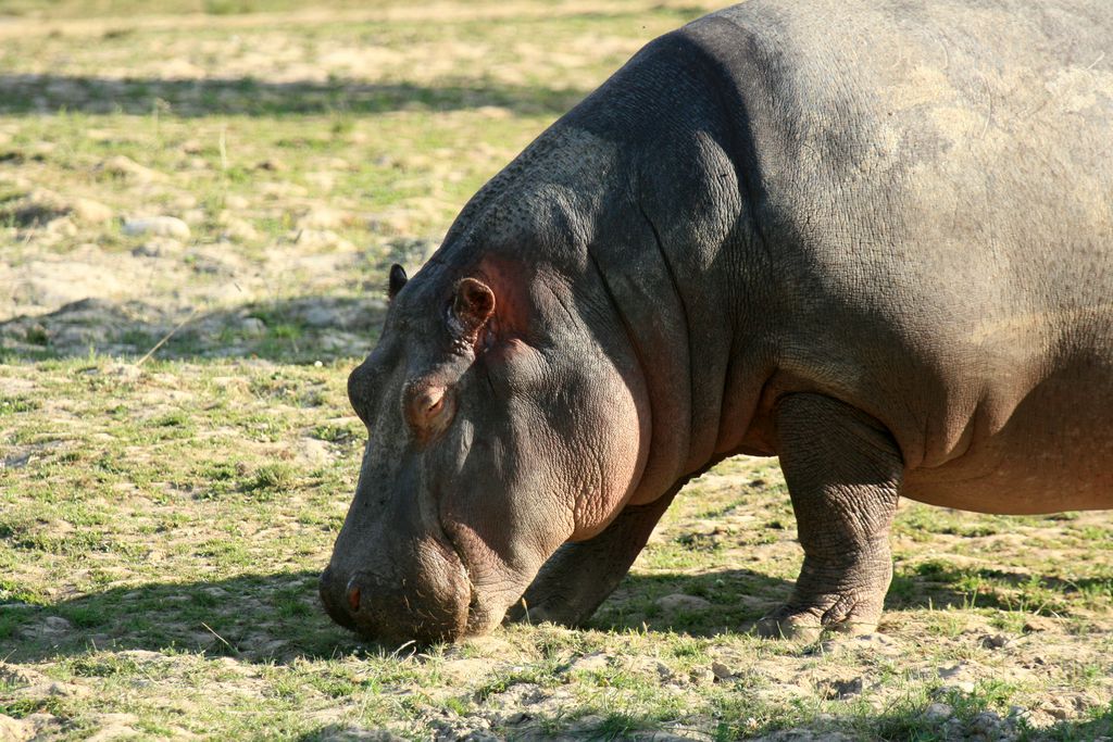 Hipopótamos podem diferenciar vozes e espalham cocô quando ameaçados, segundo estudo (Imagem: imagexphoto/envato)