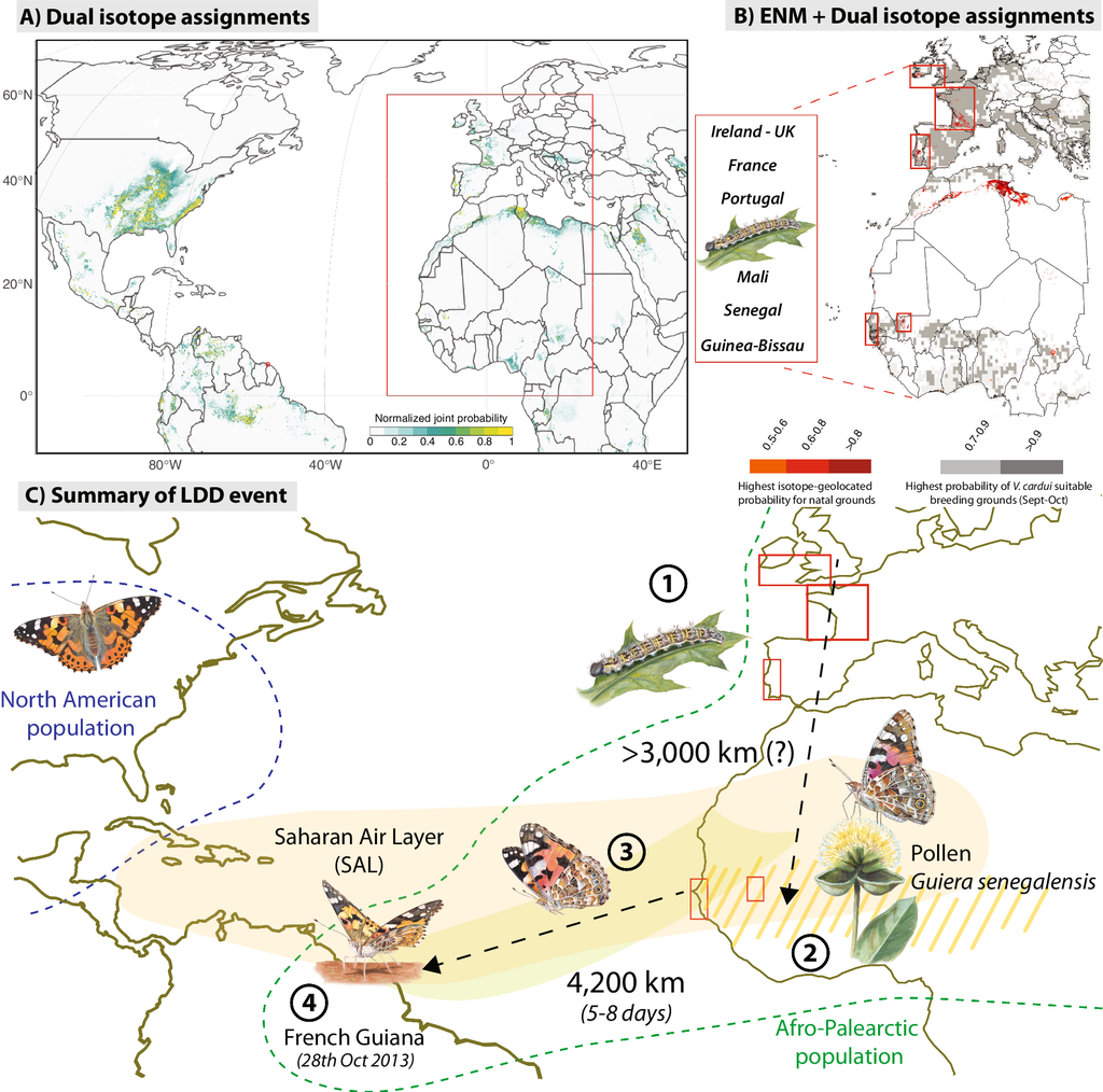 Espécie borboleta-bela-dama consegue atravessar o Oceano Atlântico voando, em 5 a 8 dias de viagem (Imagem: Suchan et al., 2024/Nature Communications)