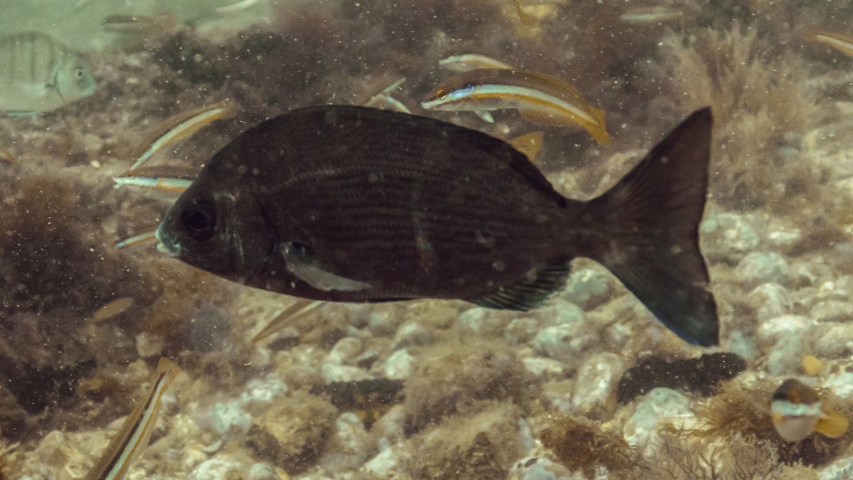 Peixes selvagens podem diferenciar humanos quando se vestem de forma diferente