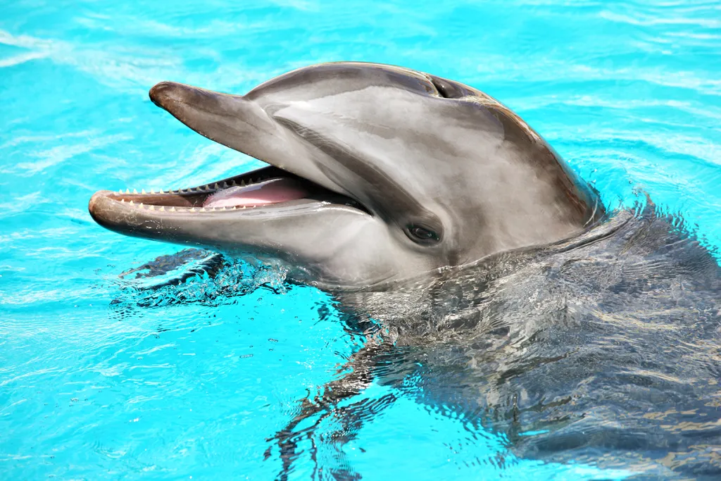 Como cachorros e gatos, golfinhos podem entregar presas mortas para os tutores (Imagem: Macniak/Envato)