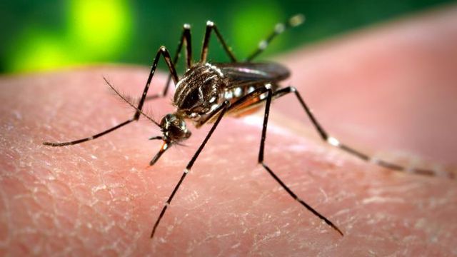 Mosquitos podem transmitir o novo coronavírus?