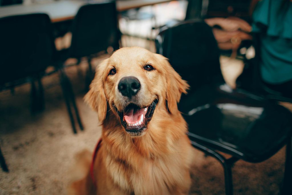 Além de farejar câncer e outras doenças, cães podem identificar cheiro de estresse pós-traumático (Imagem: Helena Lopes/Pexels)