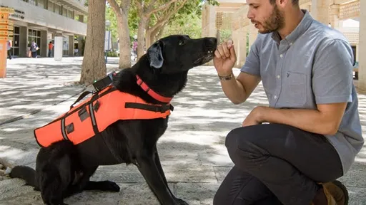 Sistema treina e ensina novos truques a cachorros usando apenas vibração