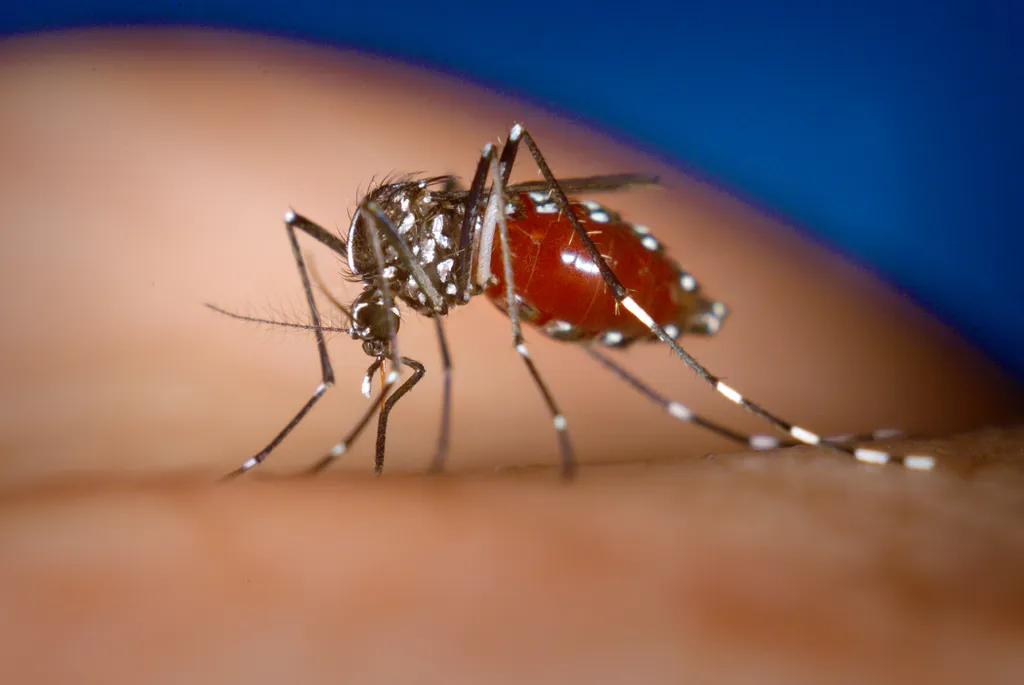 Aedes aegypti, o mosquito da dengue, tem listras brancas em um corpo preto e é mais silencioso, atacando preferencialmente de dia (Imagem: CDC/James Gathany)