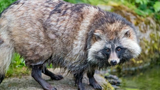 Tambako The Jaguar/CC-BY-N.D-S.A