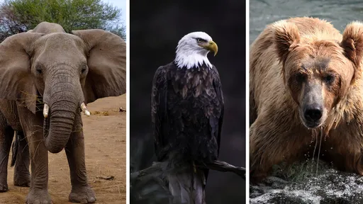 Os 10 animais mais fortes do mundo