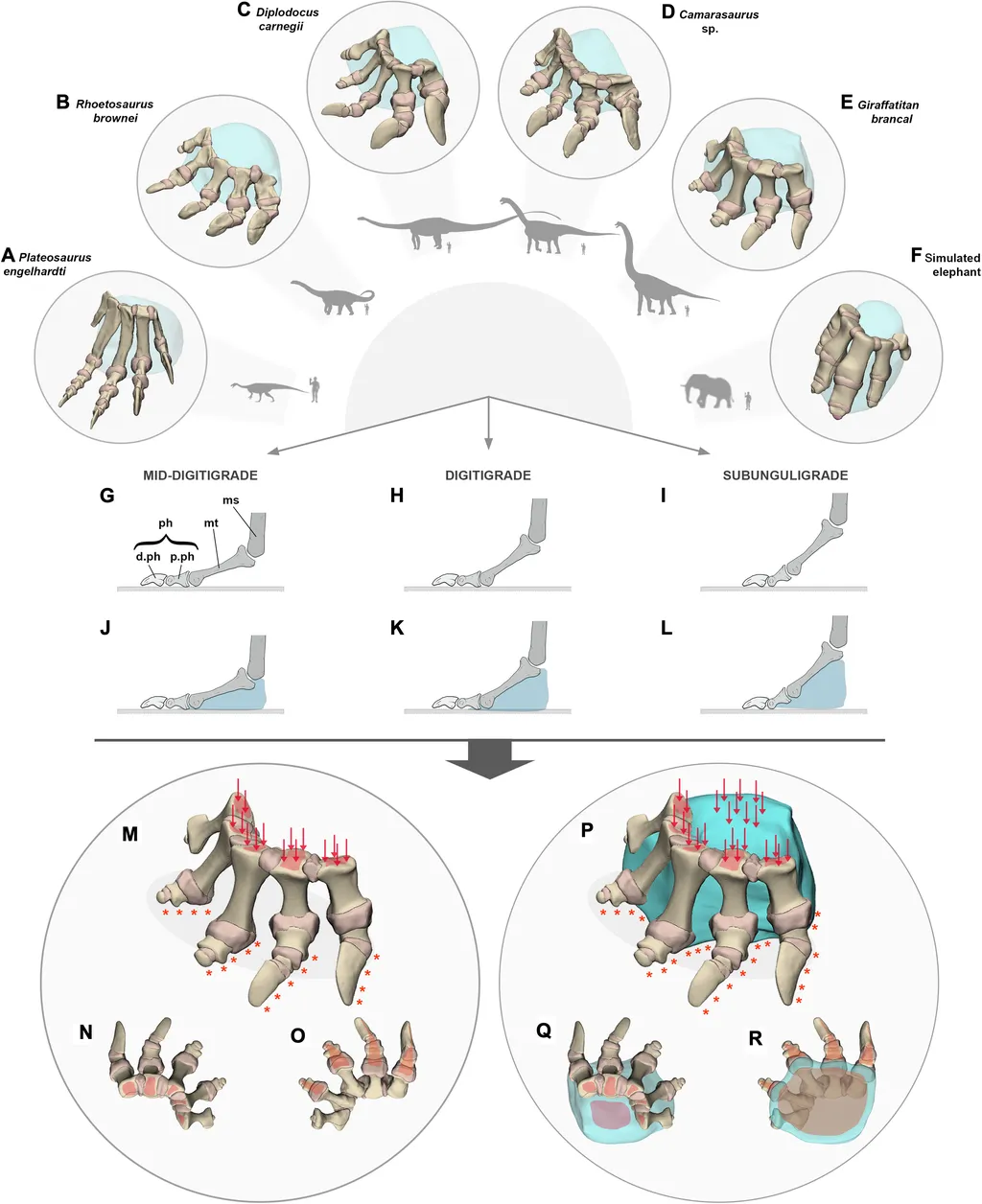 Esquema de como seriam as patas traseiras dos grandes saurópodes, com o a almofada acolchoada de tecido (Imagem: Jannel et al./Science Advances)