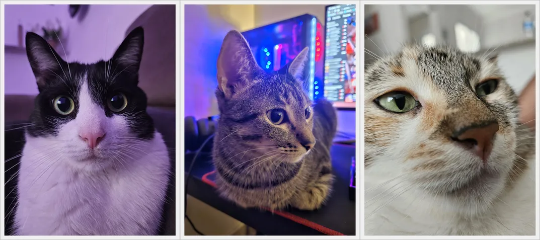 Galaxy S23 - Fotos de gatinhos