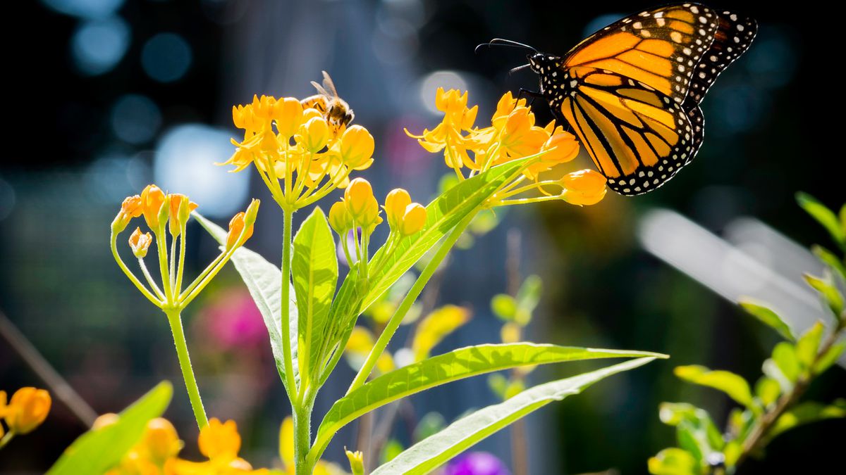 Novas espécies de insetos correm risco de extinção pelas mudanças ...