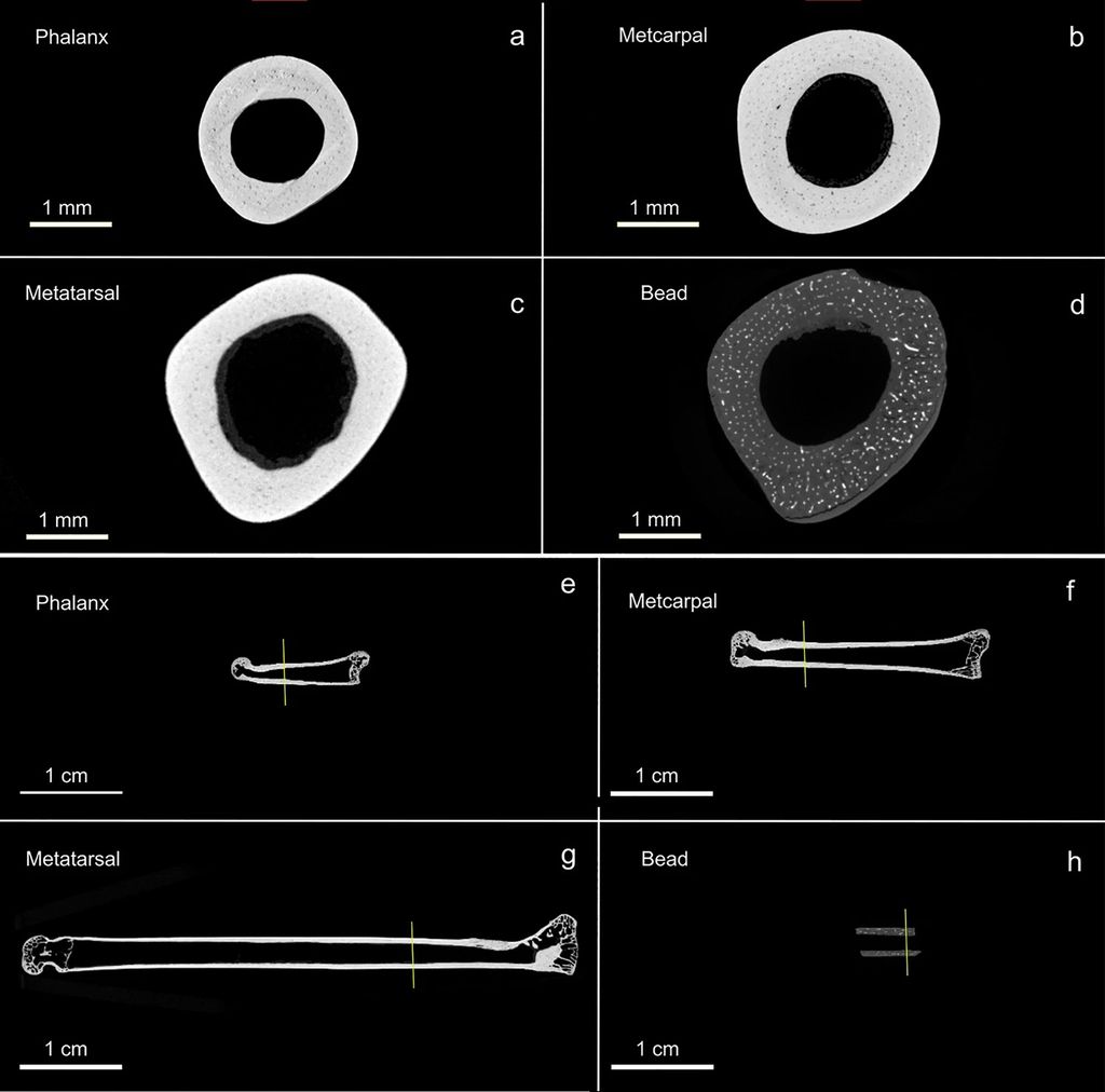 Imagens de tomografia da miçanga mais antiga das Américas, feita com osso de lebre (Imagem: Surovell et al./Scientific Reports)