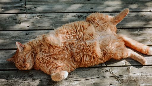 3 dicas para você tirar a foto perfeita do seu animal de estimação