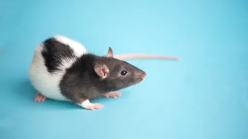 Cientistas revertem perda de memória em ratos (e isso é ótimo para nós, humanos)