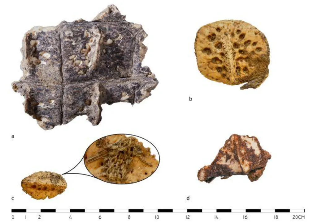 Mais alguns restos de ossos de crocodilo, encontrados em pilhas de descarte de exploradores do passado (Imagem: Jawornicki et al./PCMA UW Asasif Project)