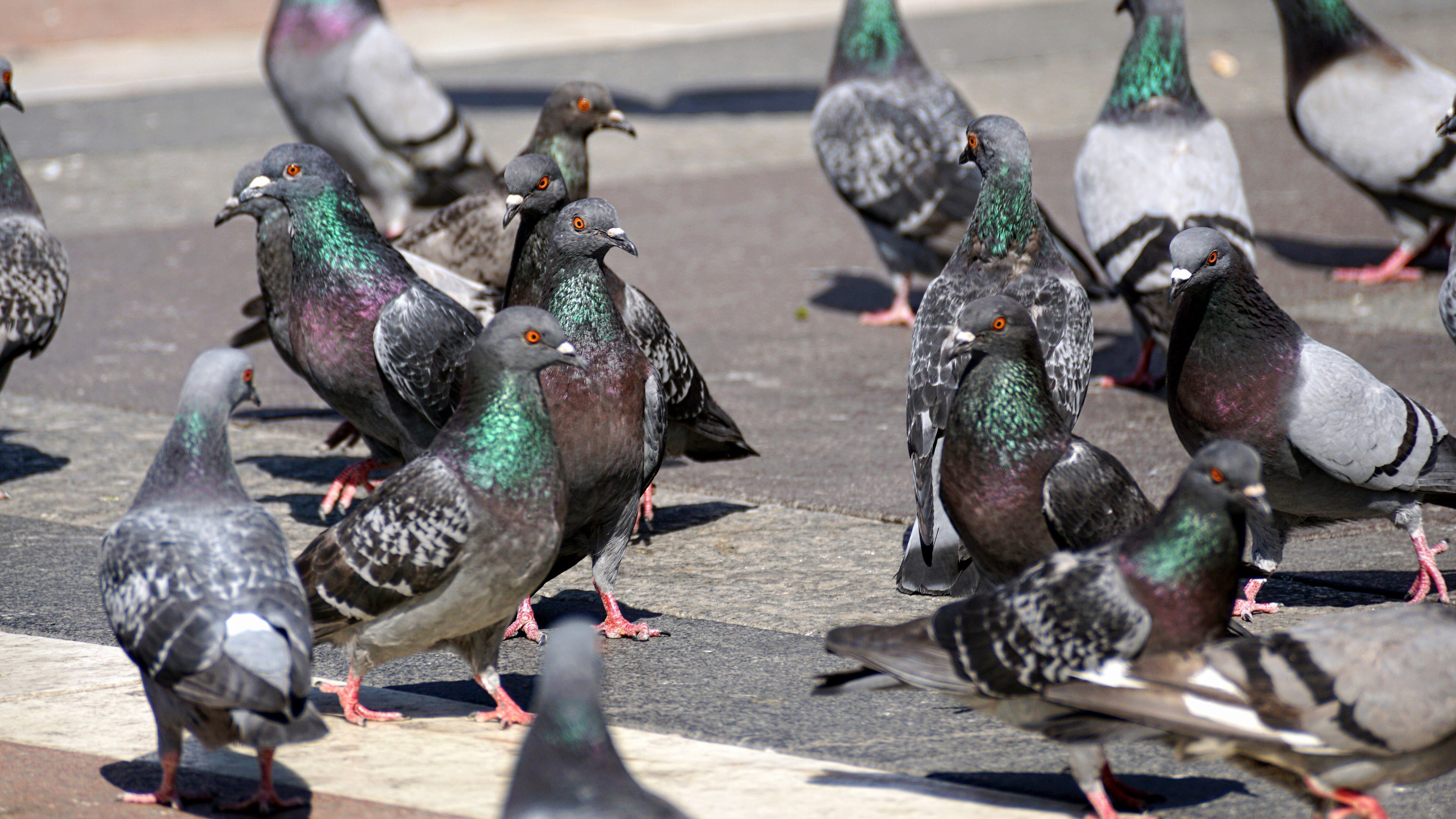 Pigeons learn to solve problems like artificial intelligence