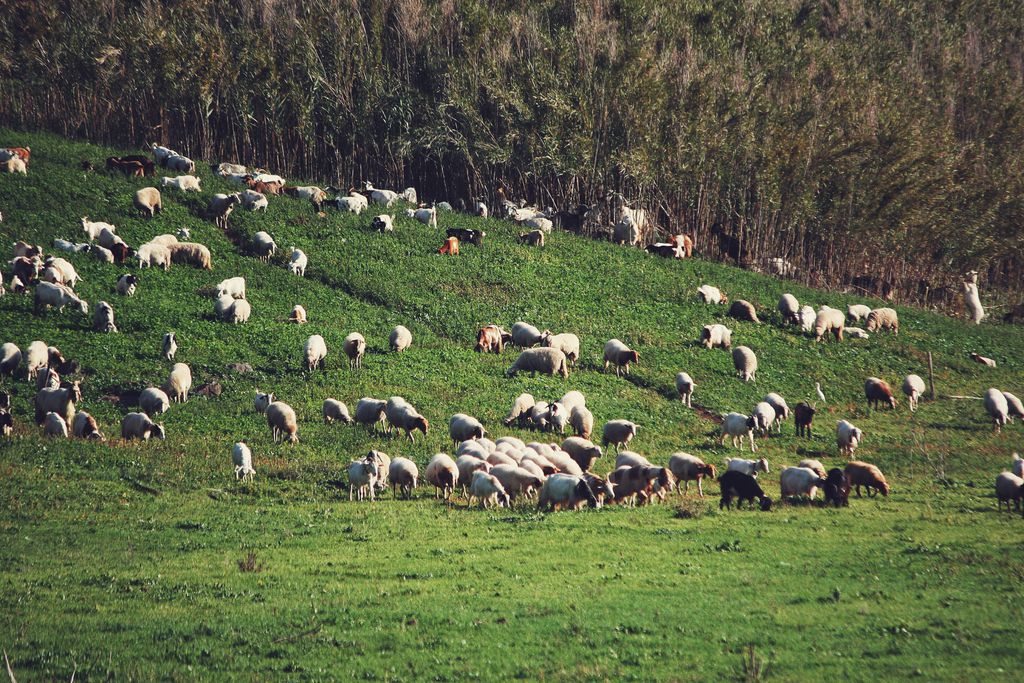 Os genes das ovelhas do continente europeu se espalharam junto com os humanos, segundo análises, já que os rebanhos do oeste podem ser traçados de volta às estepes da Eurásia (Imagem: Dabobabo/Envato)