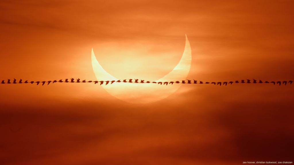 Pássaro voando bem no momento em que o fotografo registrou a silhueta da Lua à frente do Sol (Imagem: Reprodução/Zev Hoover/Christian Lockwood/Zoe Chakoian)
