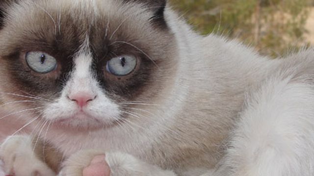 Grumpy Cat deverá ganhar seu próprio filme