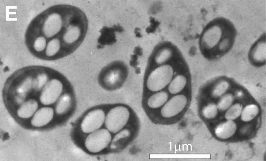 Imagem de microscópio mostrando a GFAJ-1, bactéria que supostamente consegue sobreviver com arsênico ao invés de fósforo nas moléculas (Imagem: Science/AAAS)