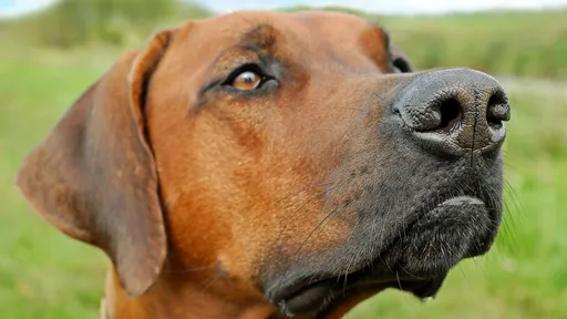 Cães podem farejar casos da COVID-19 com 94% de precisão, segundo estudo alemão
