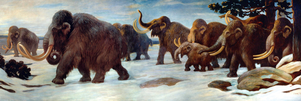 Os mamutes-lanosos eram muito bem adaptados à Era do Gelo, mas seu fim não foi o suficiente para extingui-los: houve papel humano (Imagem: Charles R. Knight/Domínio Público)