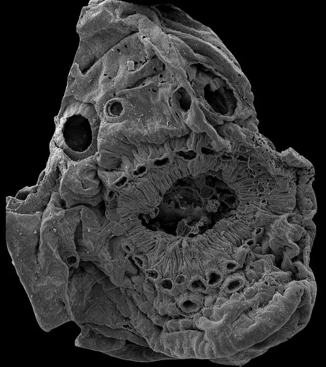 Así es como se ve el fósil microscópico de 1 milímetro de Saccorhytus coronarius (Imagen: Donoghue et al./Universidad de Bristol)