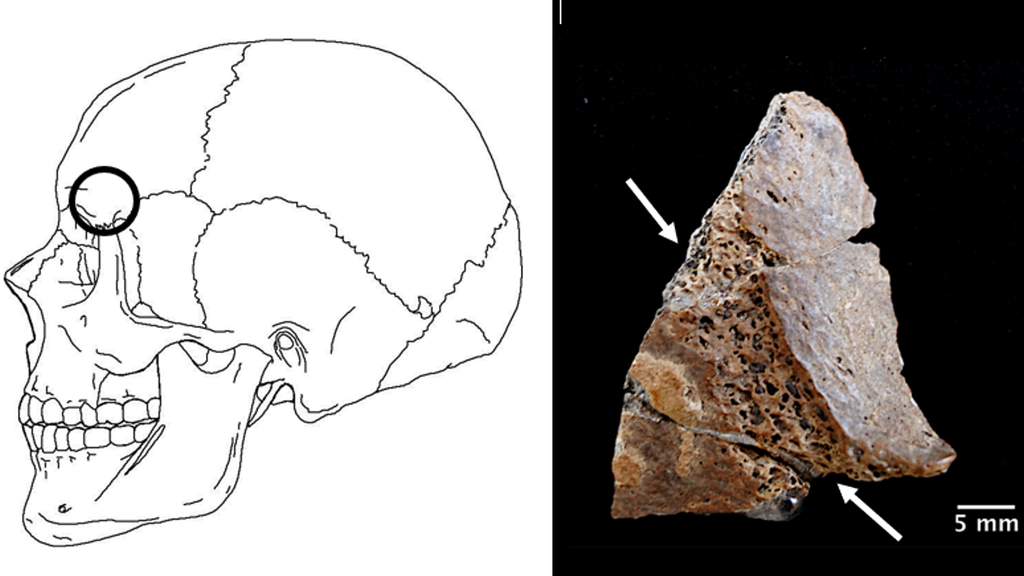 O fragmento de um crânio maia encontrado na caverna: seu estado indica o uso de uma ferramenta como uma machadinha para corte em ritual (Imagem: Michele M. Bleuze)