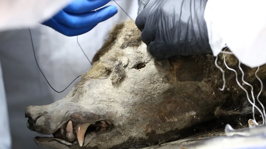 O crânio da ursa foi fechado e suturado após a remoção do cérebro, como mostrado na foto (Imagem: North-Eastern Federal University)