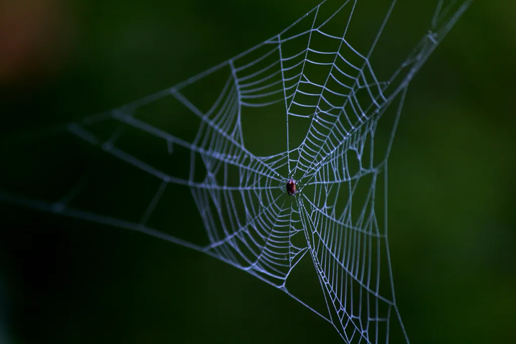 Aranhas usam as teias para ampliar a audição (Imagem: twenty20photos/envato)