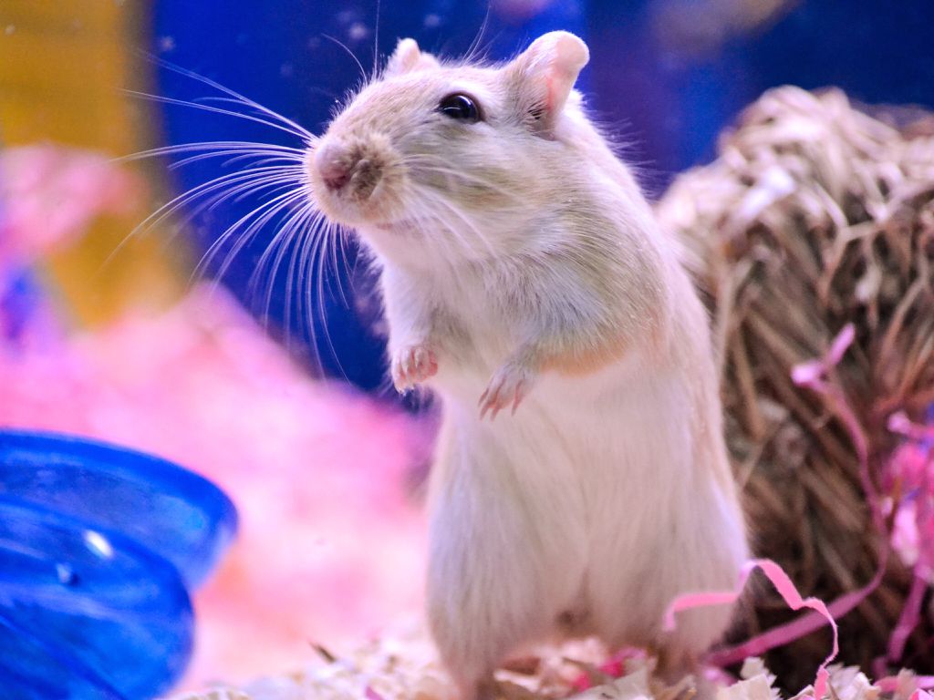 Após receber a droga, roedores emegrecem, perdem gordura e correm mais (Imagem: Twenty20photos/Envato)