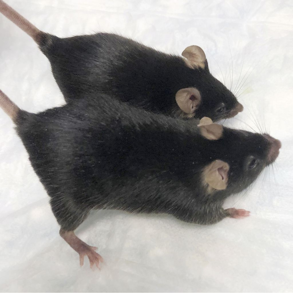 Um rato normal ao lado do "super mouse", com o dobro de massa muscular (Imagem: Se-Jin Lee/University of Connecticut School of Medicine)