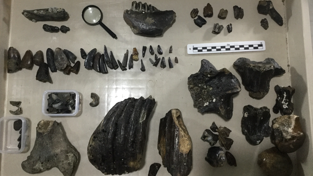Fósseis de diversos animais diferentes encontrados no Estreito de Madura — eles foram caçados pelos Homo erectus do sudeste asiático há 140.000 anos (Imagem: Harold Berghuis)