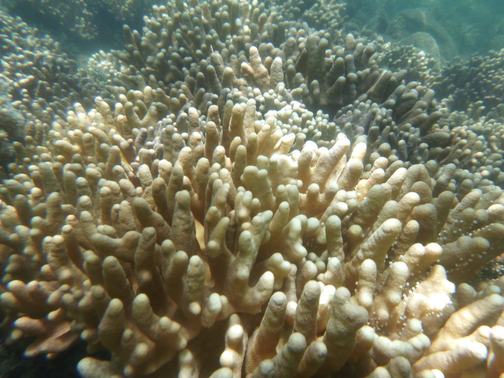 Fenômeno do braqueamento registrado na Grande Barreira de Corais, na Austrália (Imagem: Reprodução/Unsplash/Nico Smit)